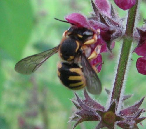 Anthidium manicatum